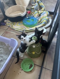 Charlie BONDED with Charlotte - Photo 4