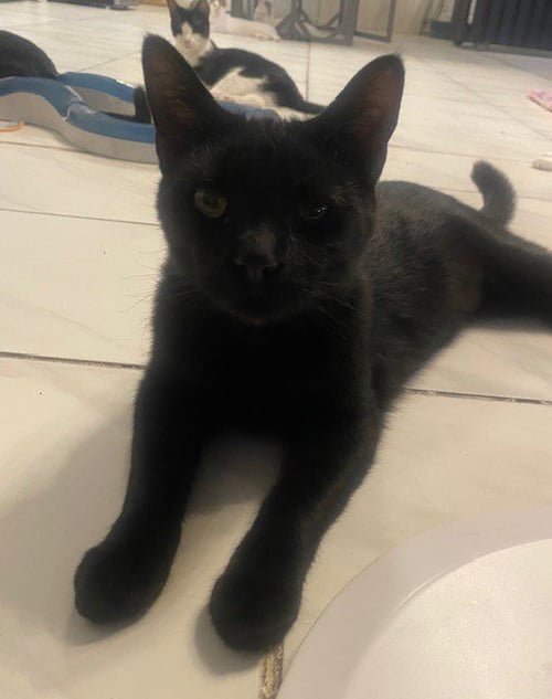 MASON - Domestic Short Hair available for adoption