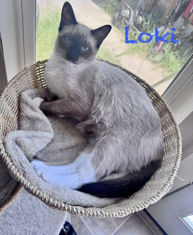 Loki Image