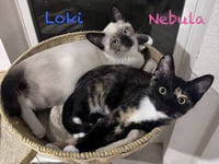 Loki - Photo 3