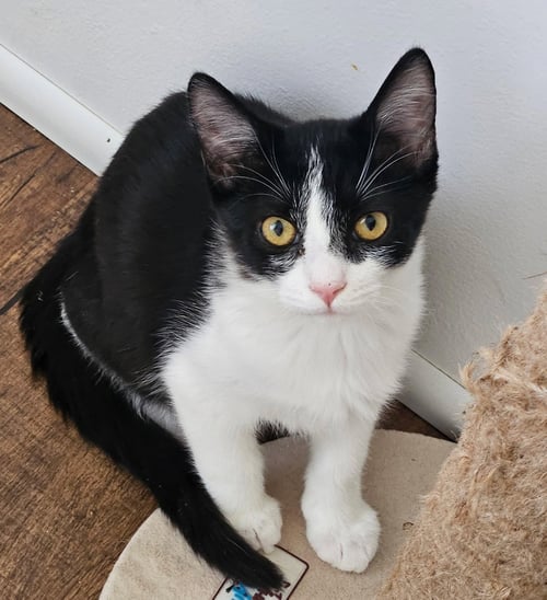 MANNY - Domestic Short Hair / Tuxedo available for adoption