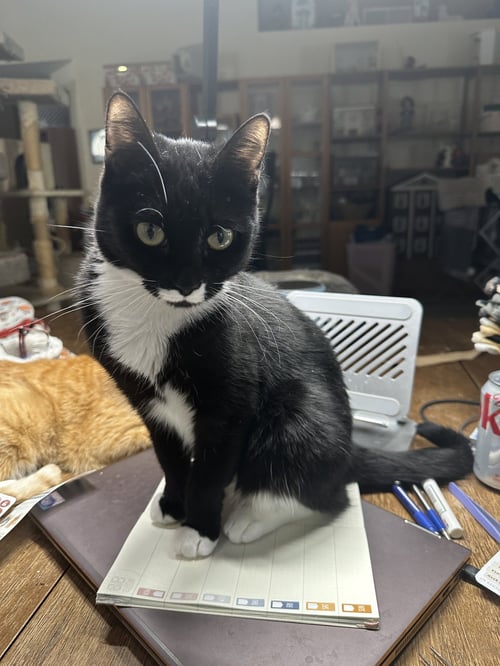 BRIGID - Tuxedo / Domestic Short Hair available for adoption