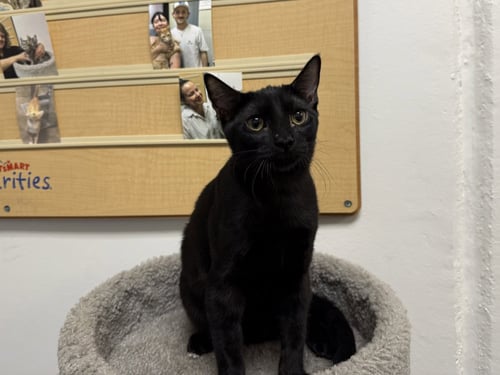 CIABATTA - Domestic Short Hair available for adoption