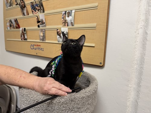 CIABATTA - Domestic Short Hair available for adoption