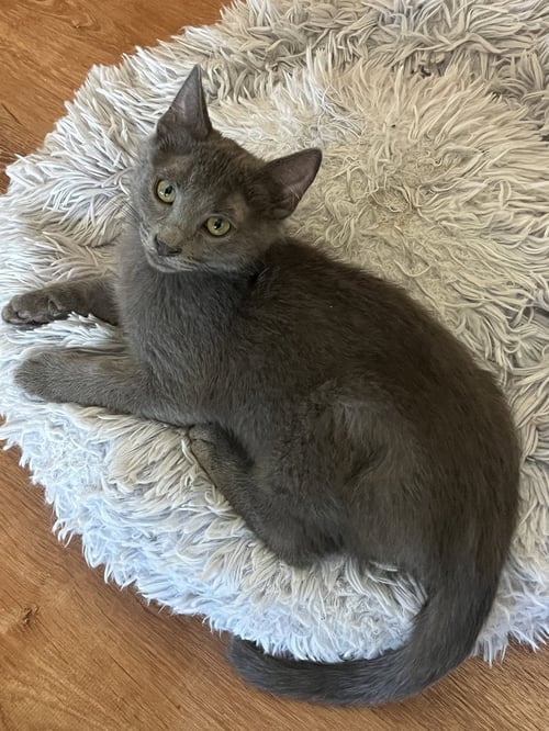 TANK - Russian Blue / Domestic Short Hair for adoption in Tempe