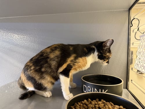 LOURDES - Calico / Domestic Short Hair available for adoption