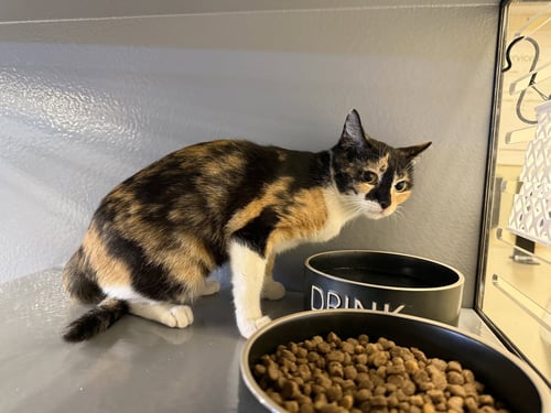 LOURDES - Calico / Domestic Short Hair available for adoption