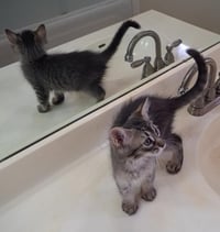 Sonny BONDED to Honey - Photo 2