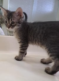 Sonny BONDED to Honey - Photo 3