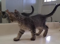 Sonny BONDED to Honey - Photo 4