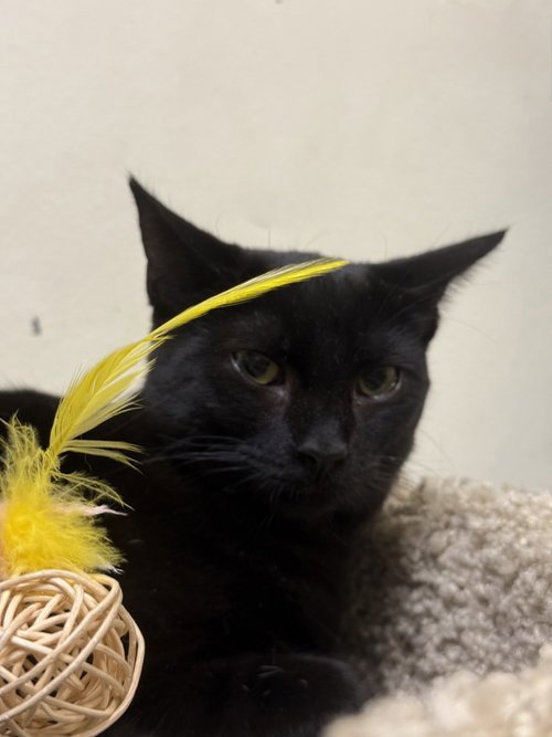ARIZONA - Domestic Short Hair available for adoption