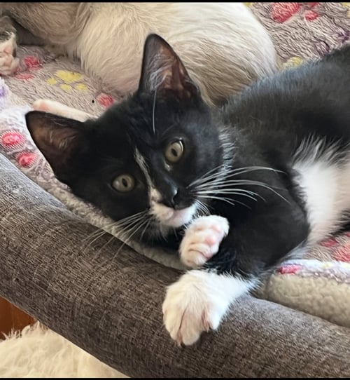 AMMO - Tuxedo / Domestic Short Hair for adoption in Peoria
