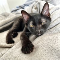 Rocky - Photo 2