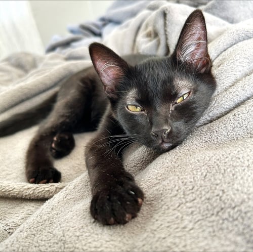ROCKY - Domestic Short Hair available for adoption