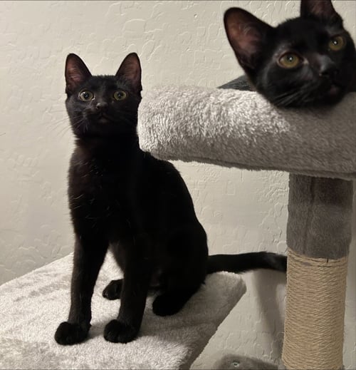 SHELLEY - Domestic Short Hair available for adoption