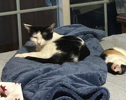 BAHAR - Domestic Short Hair available for adoption