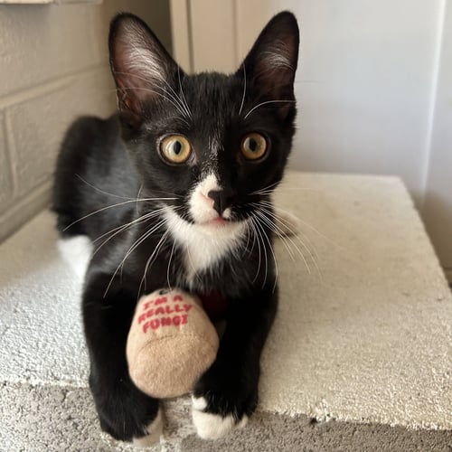 LIAM - Domestic Short Hair available for adoption
