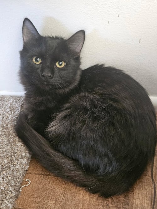 JACK - Maine Coon / Domestic Medium Hair available for adoption
