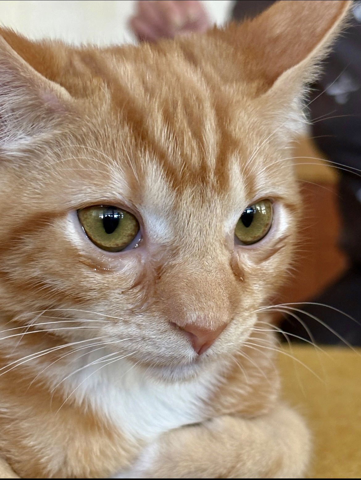 SCAMPY - Domestic Short Hair / Tabby available for adoption