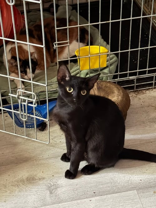 CANBERRA - Domestic Short Hair available for adoption