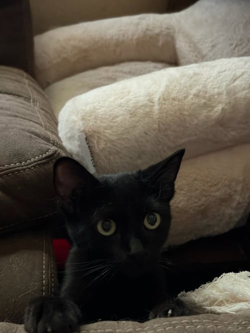 CANBERRA - Domestic Short Hair available for adoption
