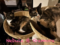 Gamora - Photo 3