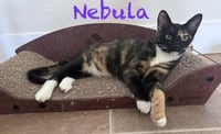 Gamora BONDED with Nebula - Photo 3