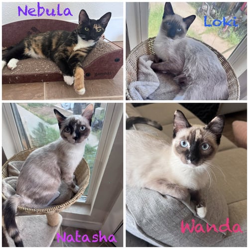 GAMORA - Calico available for adoption