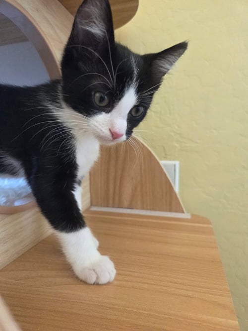 KERMIT BONDED WITH NEMO - Domestic Short Hair available for adoption