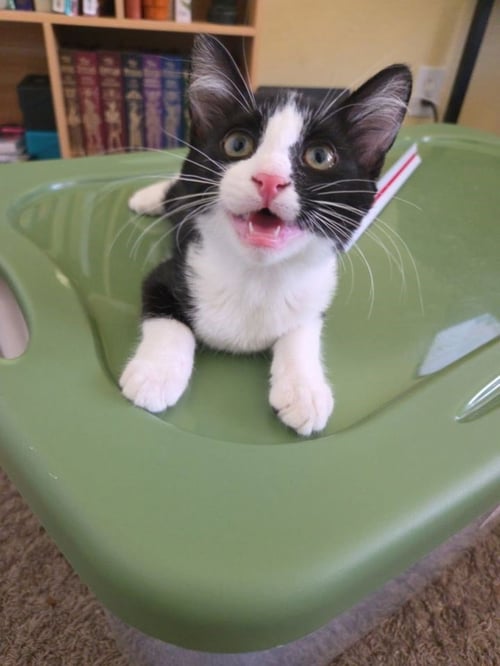 KERMIT BONDED WITH NEMO - Domestic Short Hair available for adoption