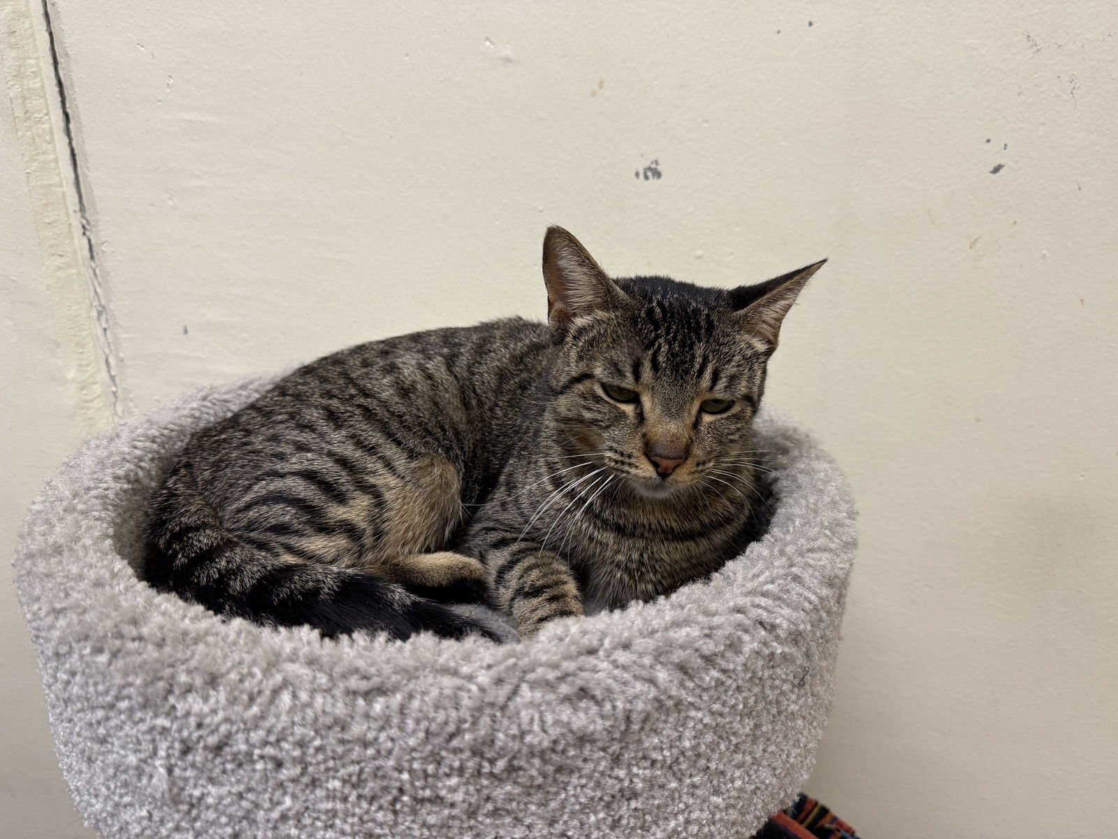 PERSEPHONE - Tabby / Domestic Short Hair available for adoption