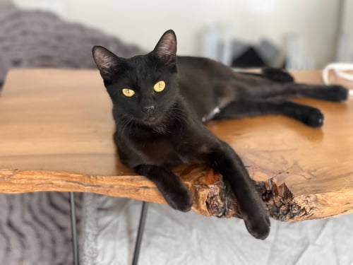 IMAN - Domestic Short Hair available for adoption