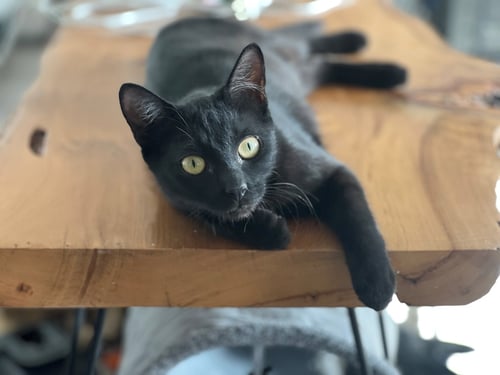 IMAN - Domestic Short Hair available for adoption