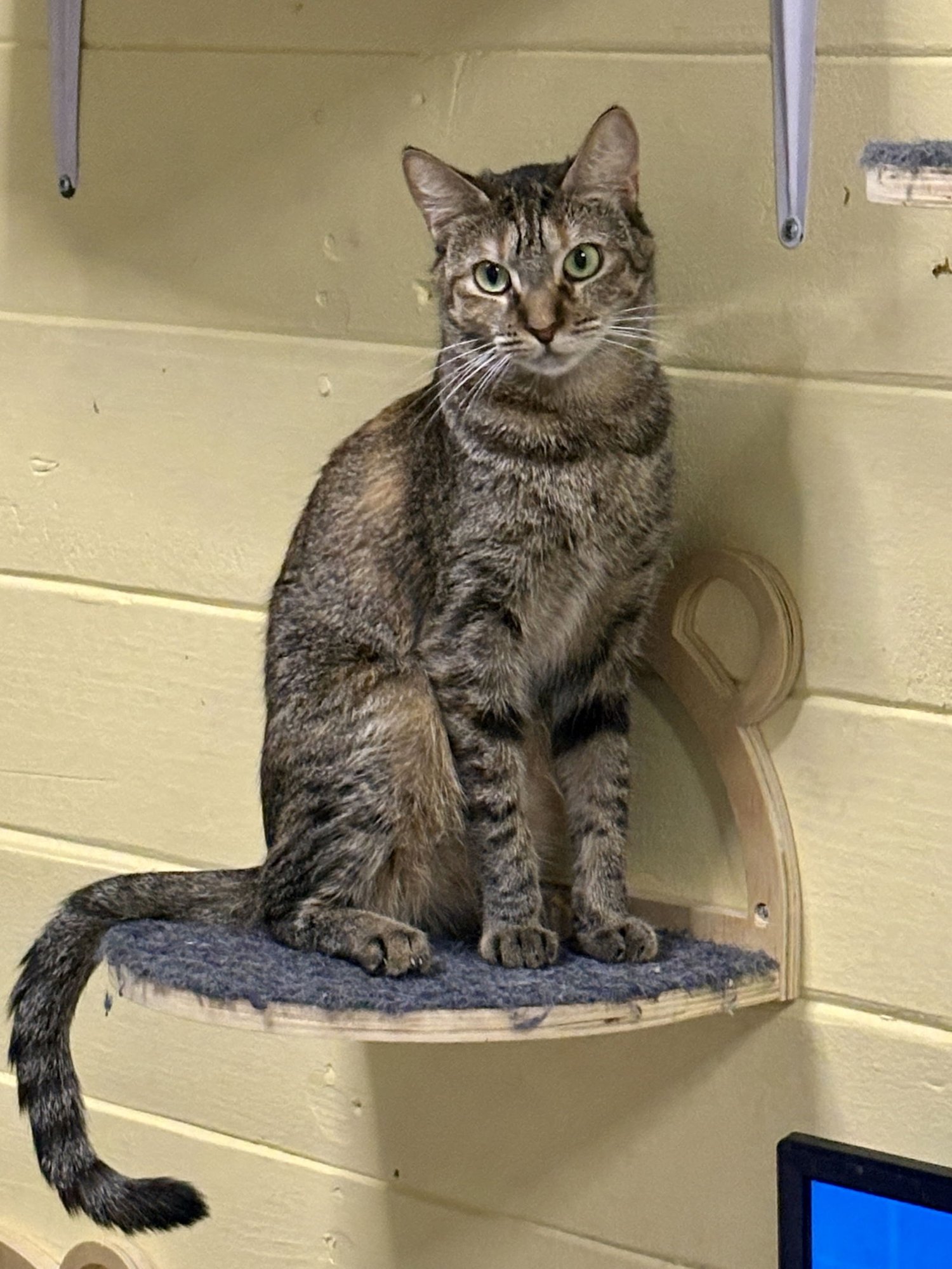 SALLY BONDED WITH JOHNNY - Tabby / Calico available for adoption