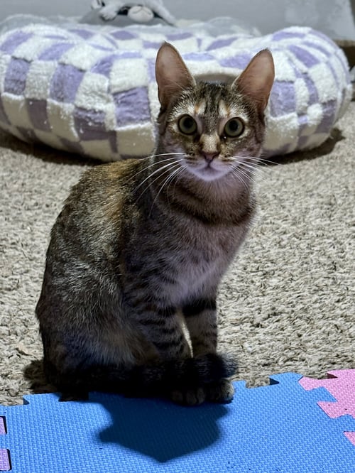 SALLY - Tabby / Calico available for adoption