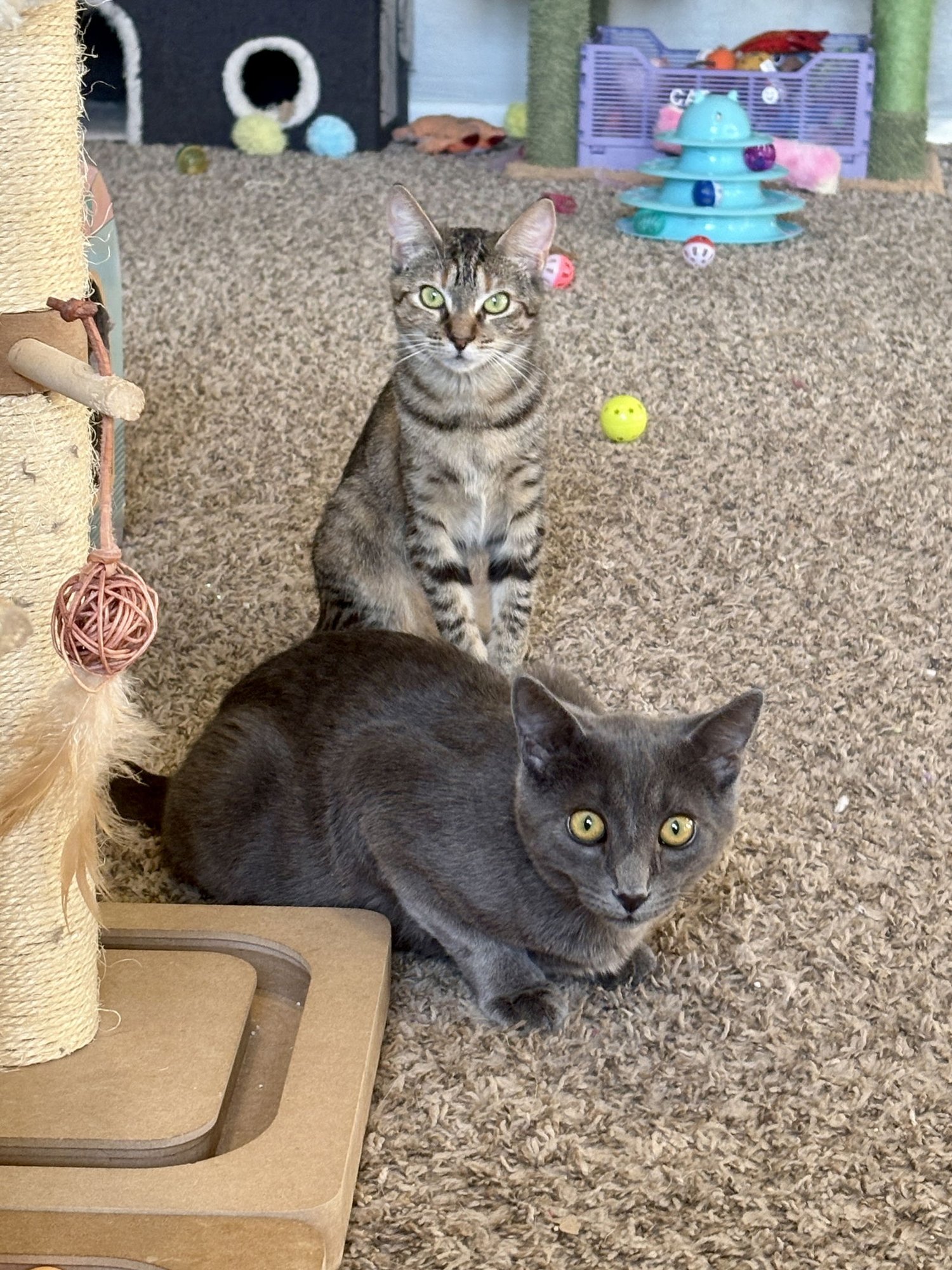 SALLY BONDED WITH JOHNNY - Tabby / Calico available for adoption