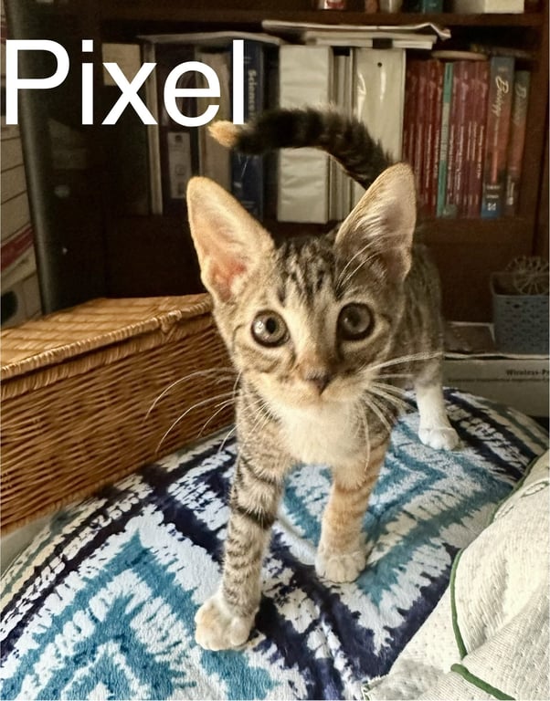 Pixel Image