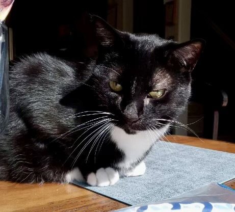 LOUIS - Tuxedo / Domestic Short Hair available for adoption