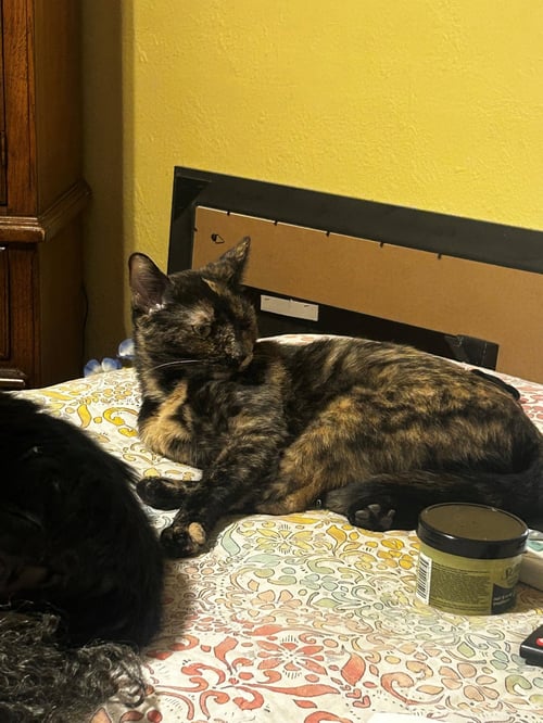 LALEH - Tortoiseshell available for adoption