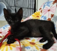 Lestat - Photo 2