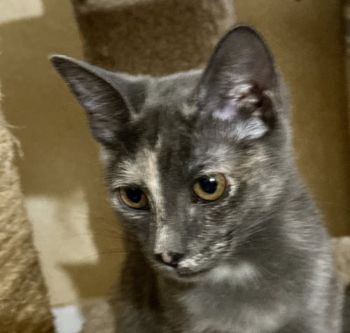 GEORGIA - Dilute Tortoiseshell / Domestic Short Hair available for adoption