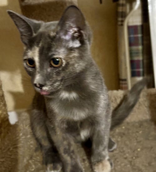 GEORGIA - Dilute Tortoiseshell / Domestic Short Hair available for adoption