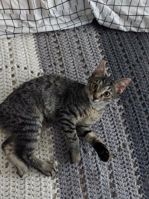 RHONDA - Domestic Short Hair / Tabby available for adoption