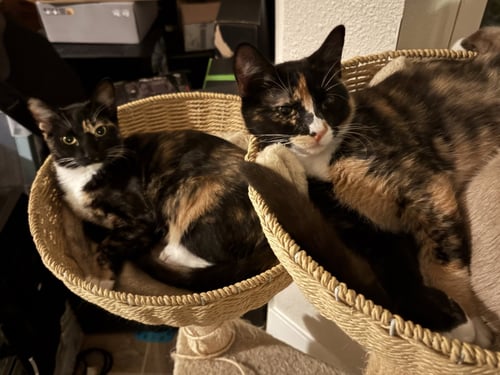 NEBULA BONDED WITH GAMORA - Calico available for adoption