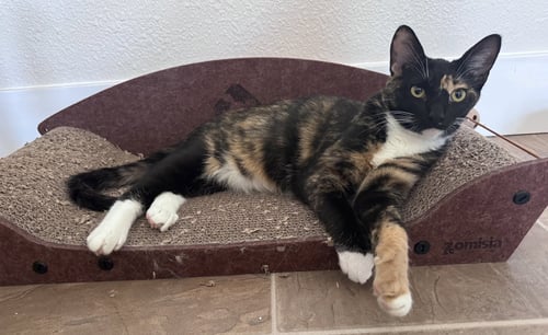 NEBULA BONDED WITH GAMORA - Calico available for adoption