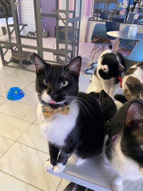 DRAKE BONDED WITH KENDRICK - Domestic Short Hair / Tuxedo available for adoption