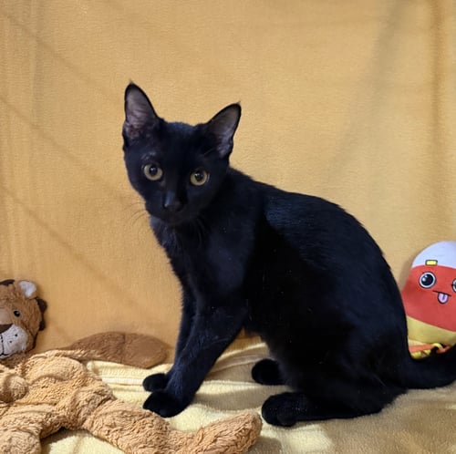 DELORES - Domestic Short Hair available for adoption