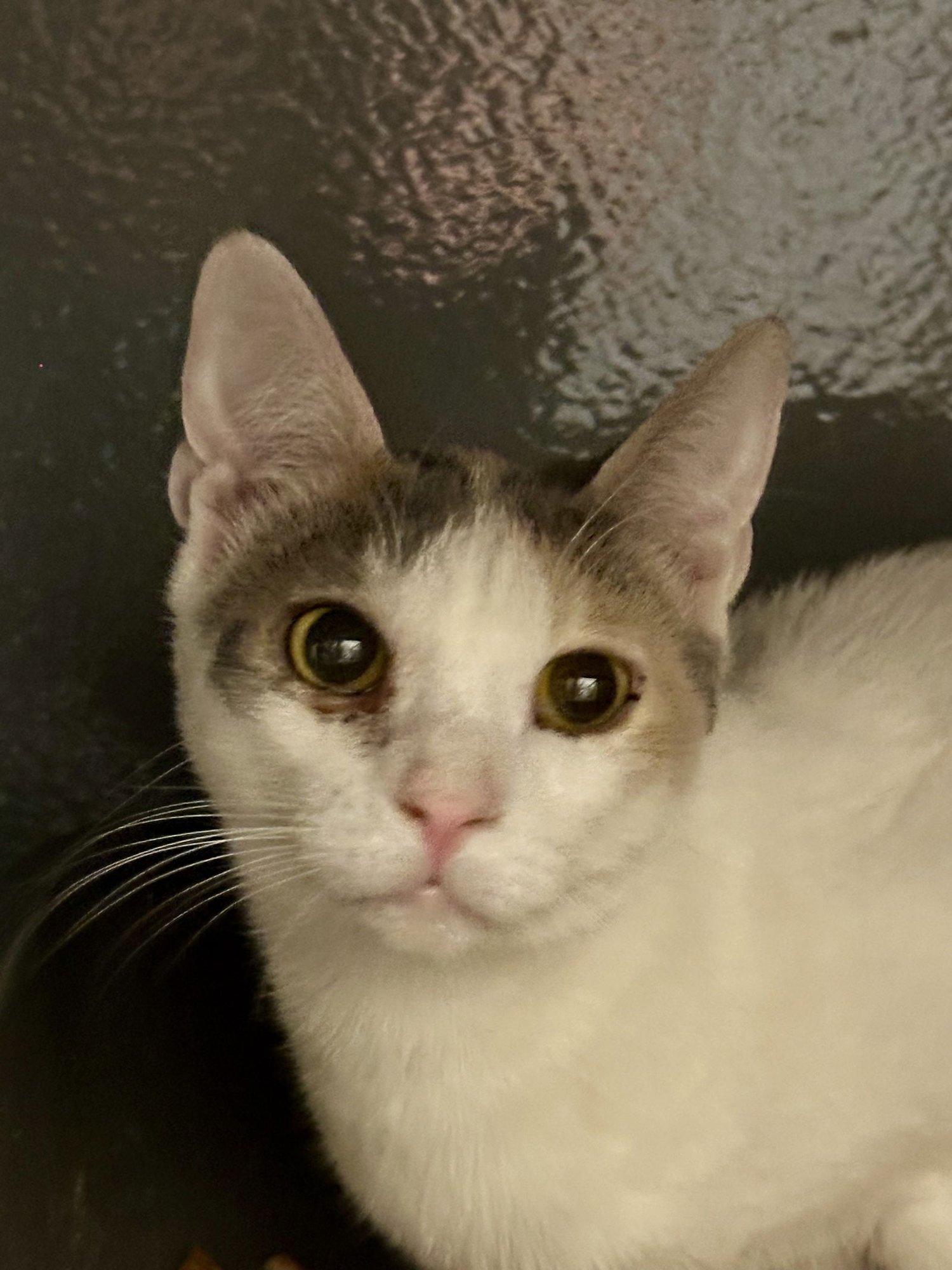 MARS - Domestic Short Hair / Calico available for adoption