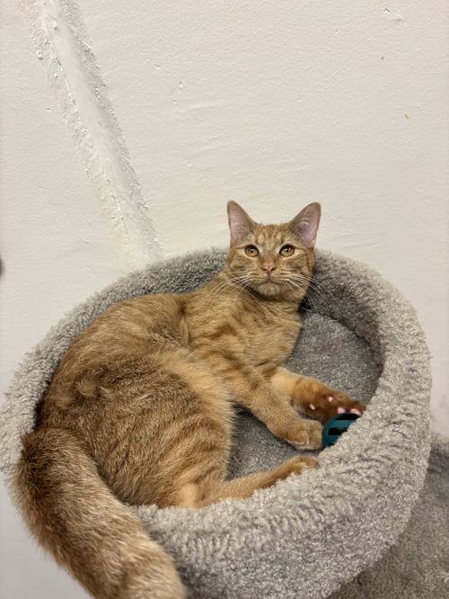 LUZOLO - Tabby / Domestic Short Hair available for adoption