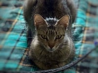 Frieda - Photo 2